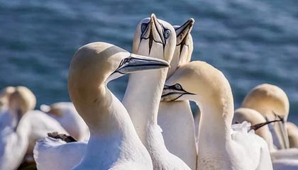 从茶园到茶桌:广佛精品茶室的选茶标准